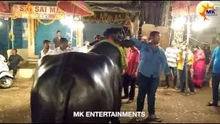Sadar Festival II Buffalo Carnival of Khairatabad II Hyderabad 2016