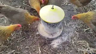 Kury Zielononóżki, grzebanie w ściółce. Porównanie kogutów.