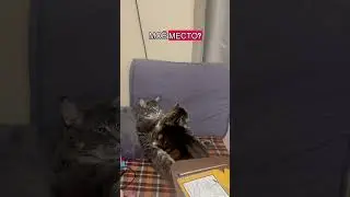 Уступи место 🤪 #catshorts #веселыекоты #юмор #кот #мейнкун