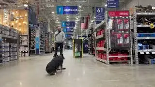 Dog training Woodbridge | dog obedience school | mini Aussie dog training | puppy training | OBKS 