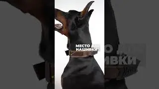 Попона для собак крупных пород | Защита и комфорт зимой и осенью