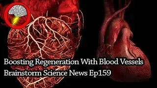 Boosting Regeneration With Blood Vessels (Brainstorm Ep159)