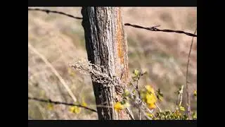 COUNTRY MUSIC ALL STARS -- TAKE ME HOME, COUNTRY ROADS -- WILLIAM LOCKMILLER PHOTOGRAPHY