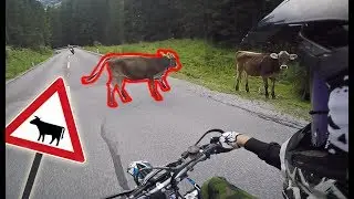 Cows on the road - RIDE SAFE!