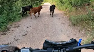Bovine Bonanza with the Cannondale Tesoro Neo X1