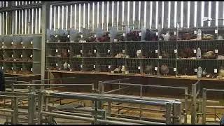 Live birds for sale in an auction in Clitheroe, England, UK.