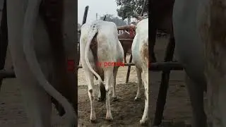 Cow for sale in Chausa pasu mandi Buxar Bihar new video S Pandey 9155472296