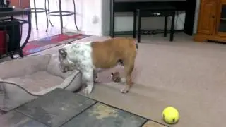 Bruno the polka dot bulldog.