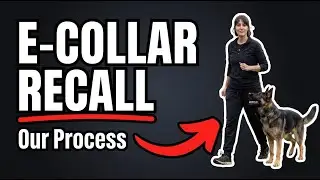 How I Teach Perfect Recall with an E-Collar (The Right Way)
