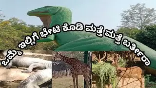 ಒಮ್ಮೆ ಬಂದು ನೋಡಿ ಮತ್ತೆ ಮತ್ತೆ ಬರ್ತೀರಾ 🥰#zoo #animals #biggestzoo #tiger  #lion  #leopard 