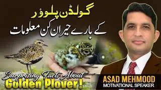 WITNESS The AMAZING Golden Plover Migration!