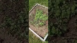 H&uuml;gelkultur is a traditional German gardening method using hills for low input, high yield gardening