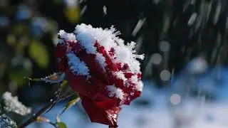 Quiet Snow Garden Night #relax #relaxingmusic #meditationmusic