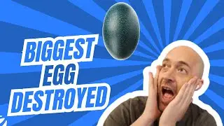 Emu Egg Omelette
