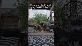 Chase me charlie with my sweet 9month old Cane Corso foster puppy!