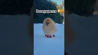 Утренняя прогулка дикого льва 😅🦁#leyavik #pomeranian #суперсобака #шпицуля #pom