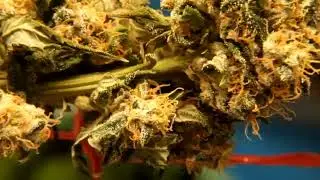 AK Skunk Auto Kalashnikov Seeds Cannabis Indoor grow  Maxicrop Kalashnikov Seeds Cannabis Indoor gro