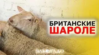 Лучшие в мире овцы! Шароле из Великобритании ТОП 25%! Самые лучшие овцы для разведения в России!