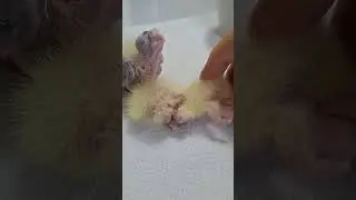 Открылись глазки у🐥#cockatiel_family71 #birds #shortsviral #parrot #calopsitа #cutechicks #subscribe