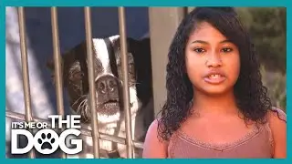 Why You Shouldn't Take Every Stray Dog Home | It's Me or the Dog