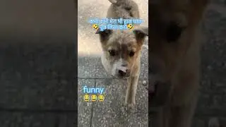 funny 😂😂😂 #ytshorts #comedy #funny #pets #dog #shorts #shortvideo #short #viral #viralvideo #puppy 🤣