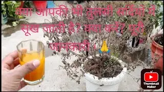 तुलसी को कैसे हराभरा बनायें ।सर्दियों में कैसे सूखने से बचाये। सम्पूर्ण जानकारी एवं जरूरी केयर टिप्स