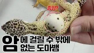 암에 걸리는 운명을 타고난 도마뱀의 가슴 아픈 사연.....(feat. 레몬 프로스트)