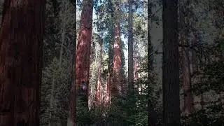 13ig Red Faces in trees - 08112022 - P3