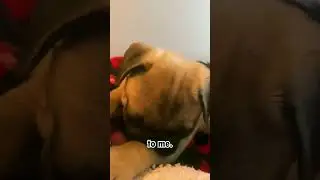 My viral puppy #dog #puppy #pug