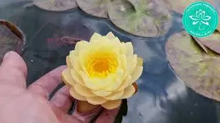 Мой мелкий гибрид нимфеи N184 2023 года. Селекция нимфей Хох Константина, питомник Waterlilia.ru