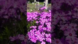 Pink wildflowers🌸 #wildflower #flowers #nature #wildlife #gardening #homegarden #plants #homestead