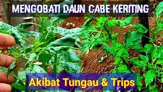 Cara memulihkan cabe terserang hama Tungau dan Thrips