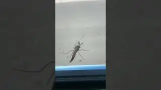 Uninvited guest! #funnycomedy #funny #hashtag #comedy #bug #beard