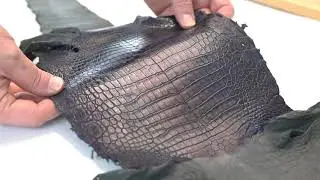 Crocodile hard eyeglass case