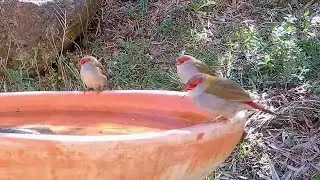 Birdbath Visitors - Wallan Wildlife Watch - 2025-09 Part 1