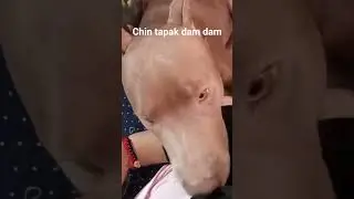 MAGICAL WORDS 😂🐶🐕🐾 #funnyvideo #funnydog #dogreels #petlover #viral #trending #funny #dog #pets