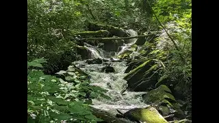 Dog Friendly Hiking Trails in NC.  Waterfall!  Elk!  Ducks!