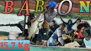MANCING BARRAMUNDI DI MUARA BENGAWAN SOLO - UJUNG PANGKAH GRESIK