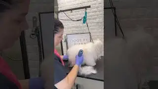 Maltese long hair trimming #maltese #doggroomingtips #doggroominglife