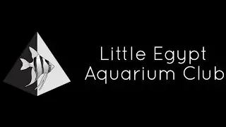 Aqua Alex Recommends Little Egypt Aquarium Club!