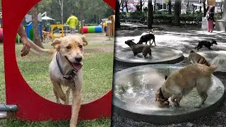 Así son los parques para perros en México