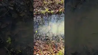 Iced reflecting puddle #nature #asmr #wood #reflection #ice #hiking #breaking #sunset #sun #leaves