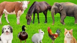 Funny animal sounds: Elephant, Cow, Horse, Dog, Cat, Sheep, Rabbit, Parrot-Animal Sounds