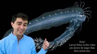Big Discoveries from Little Fishes: Dr. Matthew Girard, Research Biologist