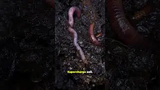 Insane Earthworm Facts in just 20 seconds! 🪱🤯#Earthworms #NatureFacts #Shorts #SoilScience