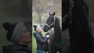 Futurestar! #rappe #rapphengst #dressur #dressurpferd #blackisbeautiful #dressage #horsereel