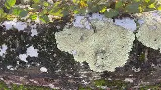 Moss & lichen covered wall - December 2025