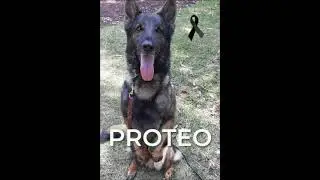 Proteo, Mexican Army Rescue Dog, dies in Turkey