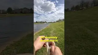 Super Sick Soft Plastic From 🤩🎣 #bassfish #reels #shorts #viralvideo #fishing #spring #nature