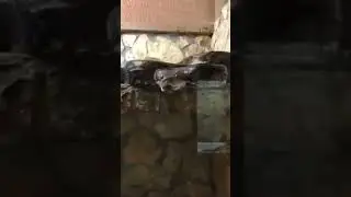 Wait for it 😂😂 #funny #video #snake #omg #wtf #follow #likes